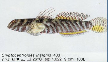 Cryptocentroides insignis